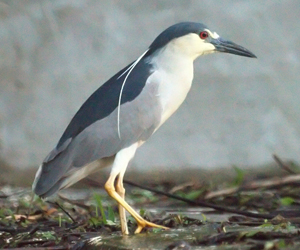 Ногоовор зашин